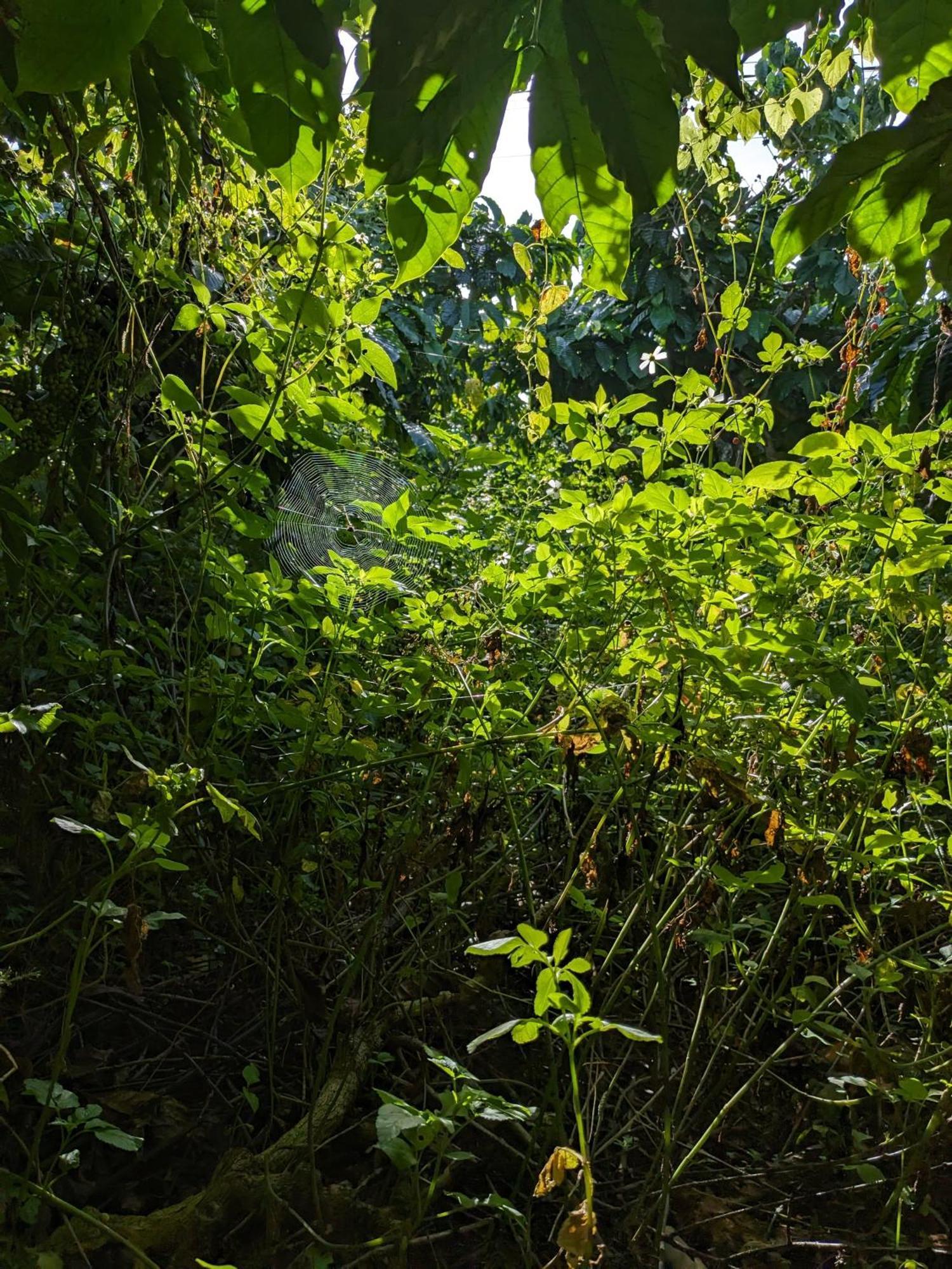 Apartamento Ivy Coffee Farm - Garden House Duc Trong Exterior foto
