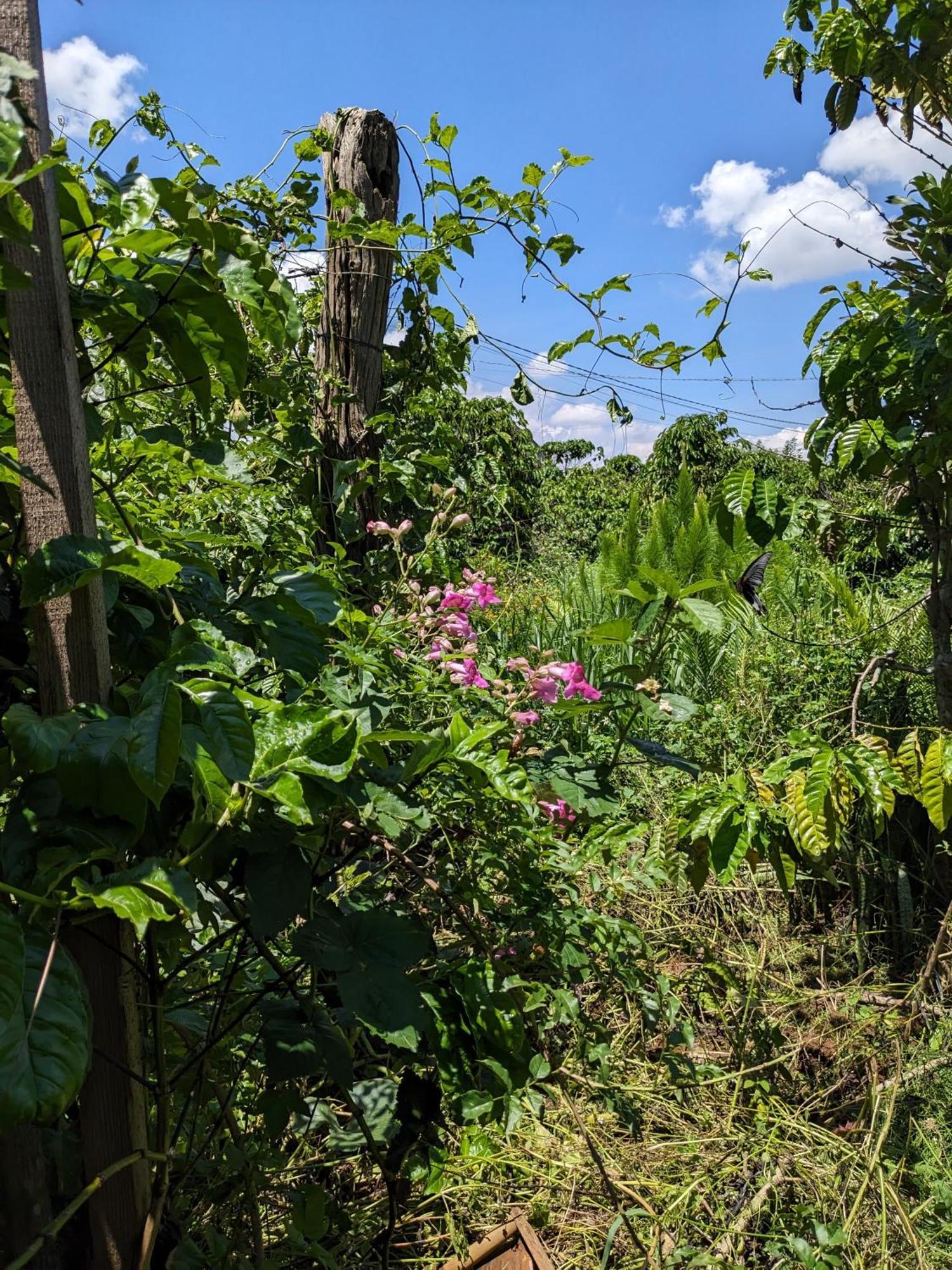 Apartamento Ivy Coffee Farm - Garden House Duc Trong Exterior foto