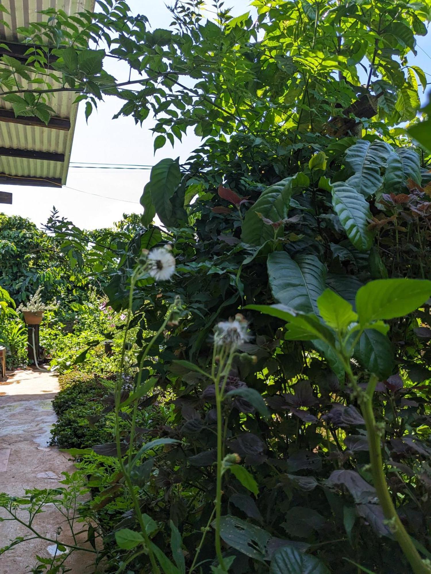 Apartamento Ivy Coffee Farm - Garden House Duc Trong Exterior foto
