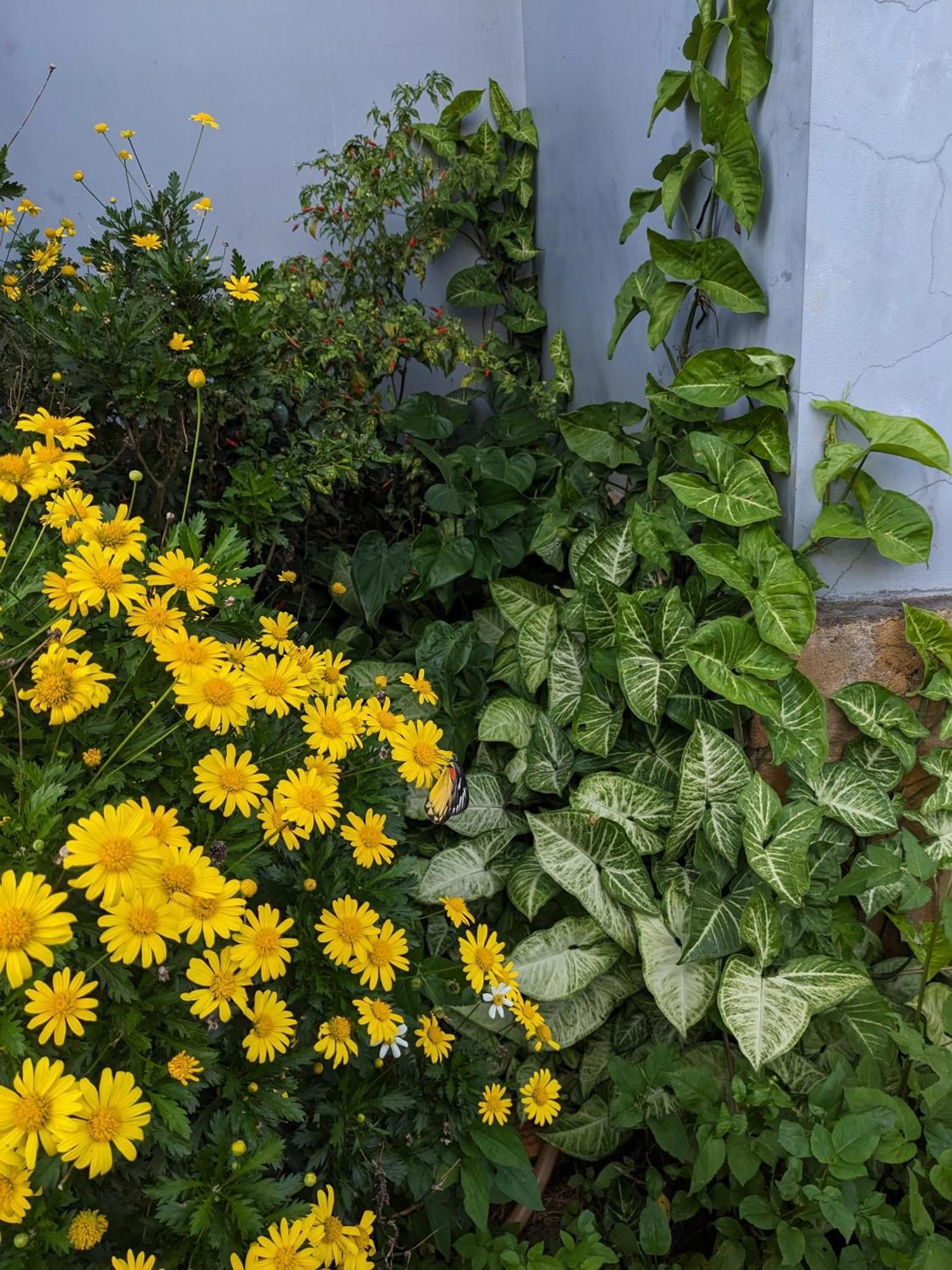 Apartamento Ivy Coffee Farm - Garden House Duc Trong Exterior foto